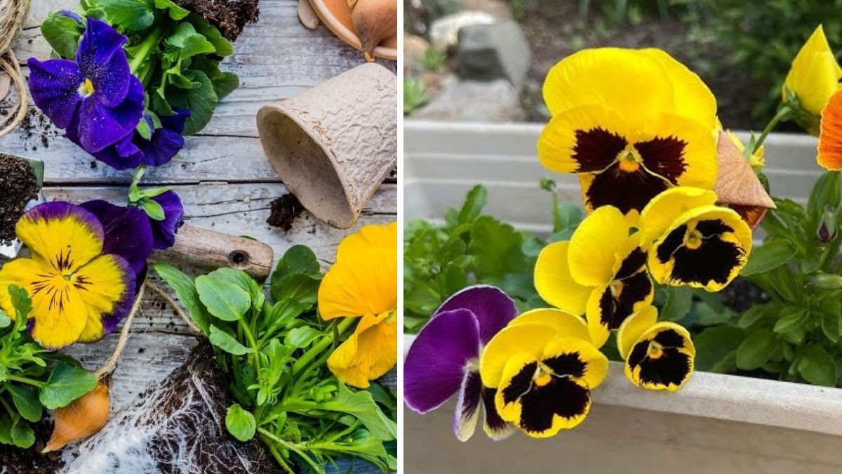 Discover the Easy Way to Grow Pansy Strong Plants from Seed to Bloom