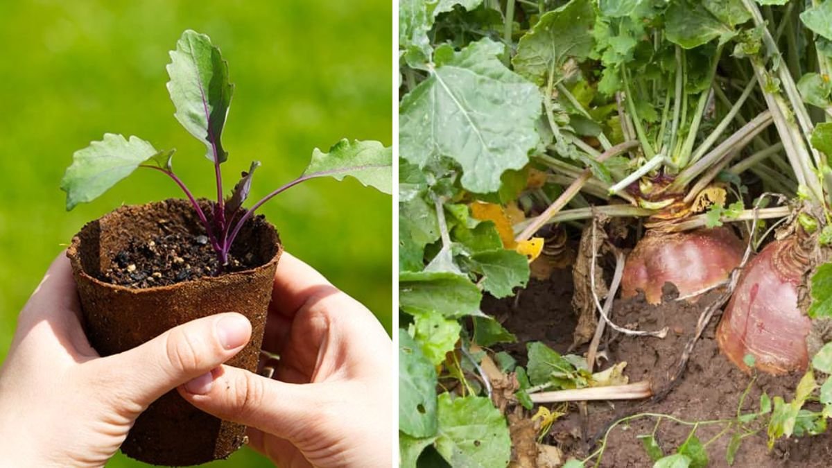 Simple Steps to Successfully Grow Turnip Greens Indoors Year Round
