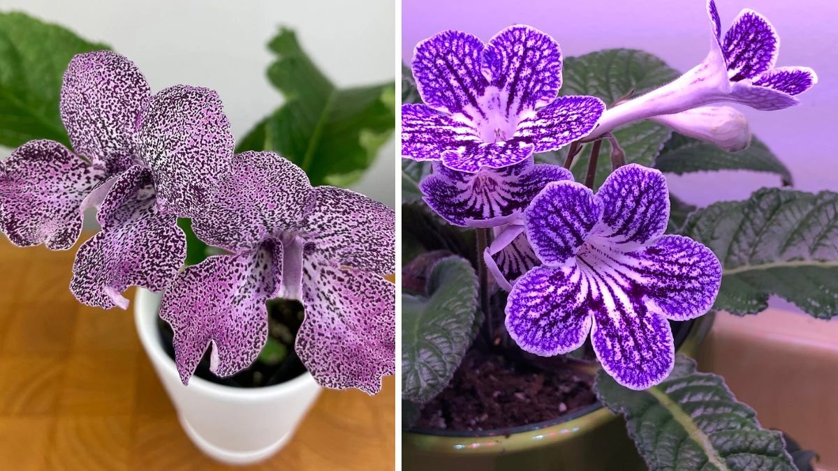 How to Cultivate Streptocarpus for Endless Blooms Throughout the Year