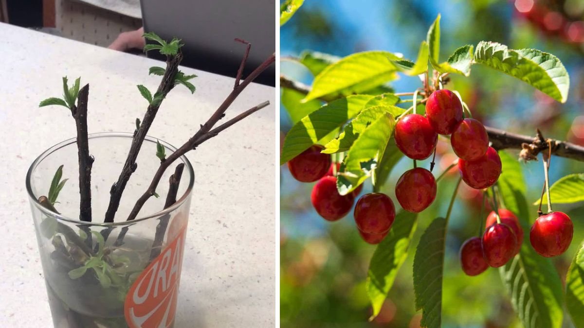How to Successfully Propagate Cherry Trees from Cuttings for Home Gardening
