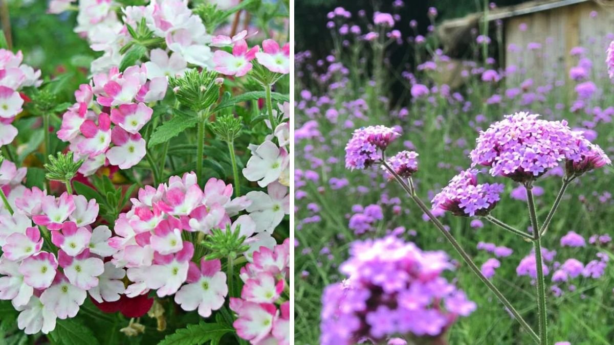 Ultimate Guide to Cultivating Beautiful and Resilient Verbena Ground Cover in Your Garden