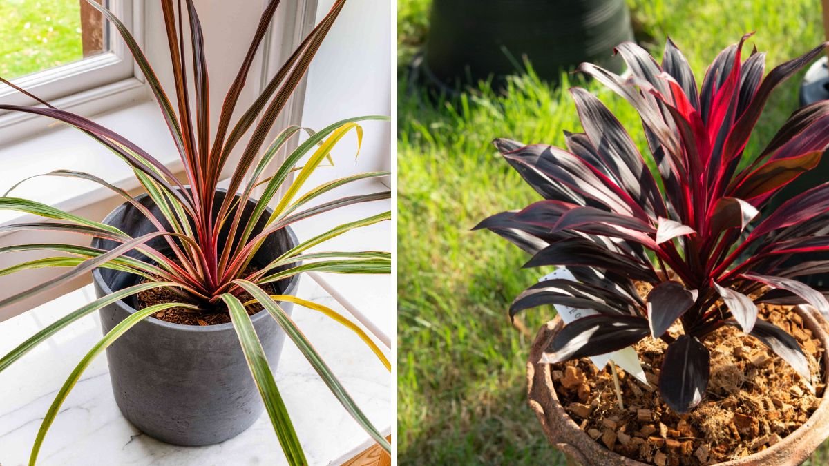 A Comprehensive Guide to Growing Stunning Cordyline Color Beds