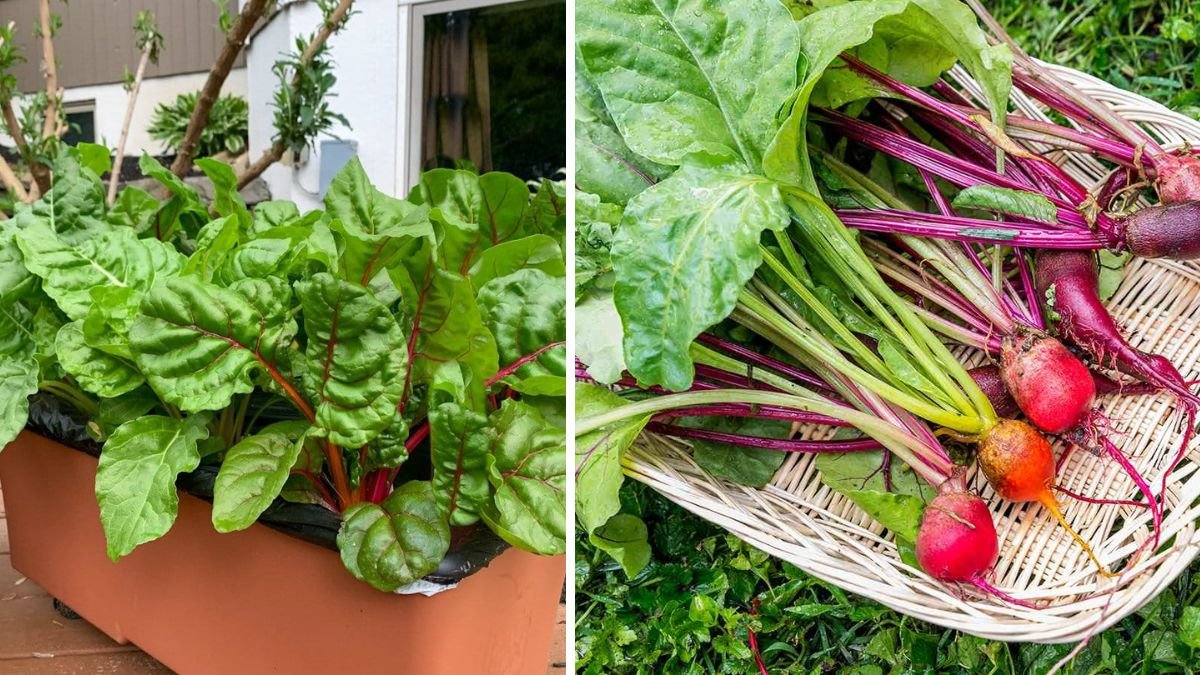 Ultimate Guide to Successfully Growing Golden Beetroot in Containers at Home
