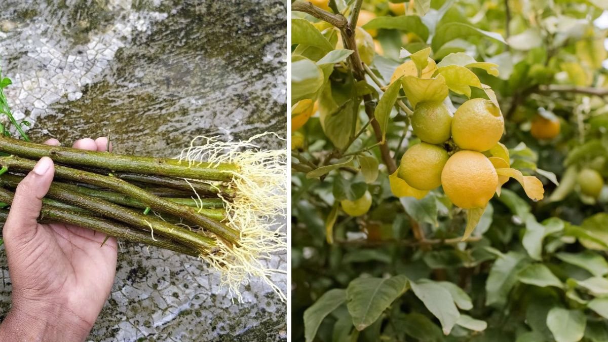 Simple Steps to Successfully Grow a Lemon Tree From Softwood Cutting
