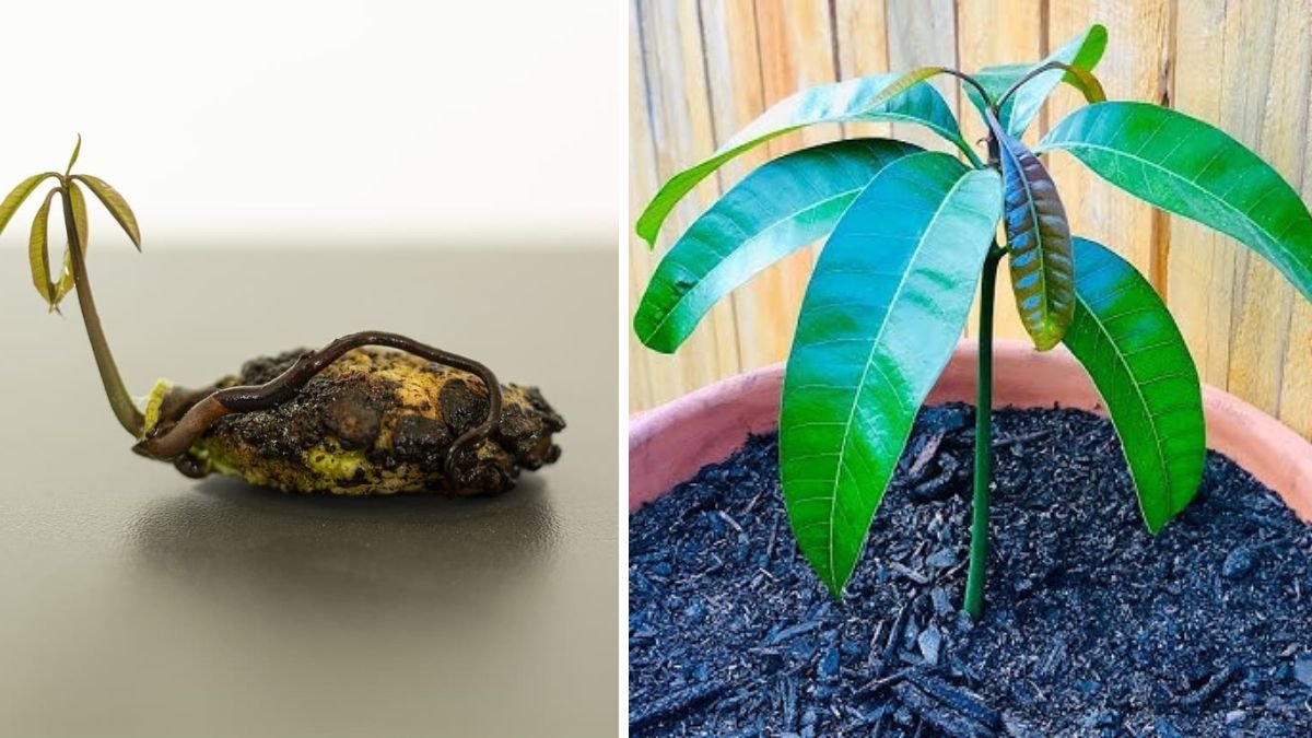 Fast Mango Seed Sprouting Method Indoors for Home Gardeners Seeking Quick Results