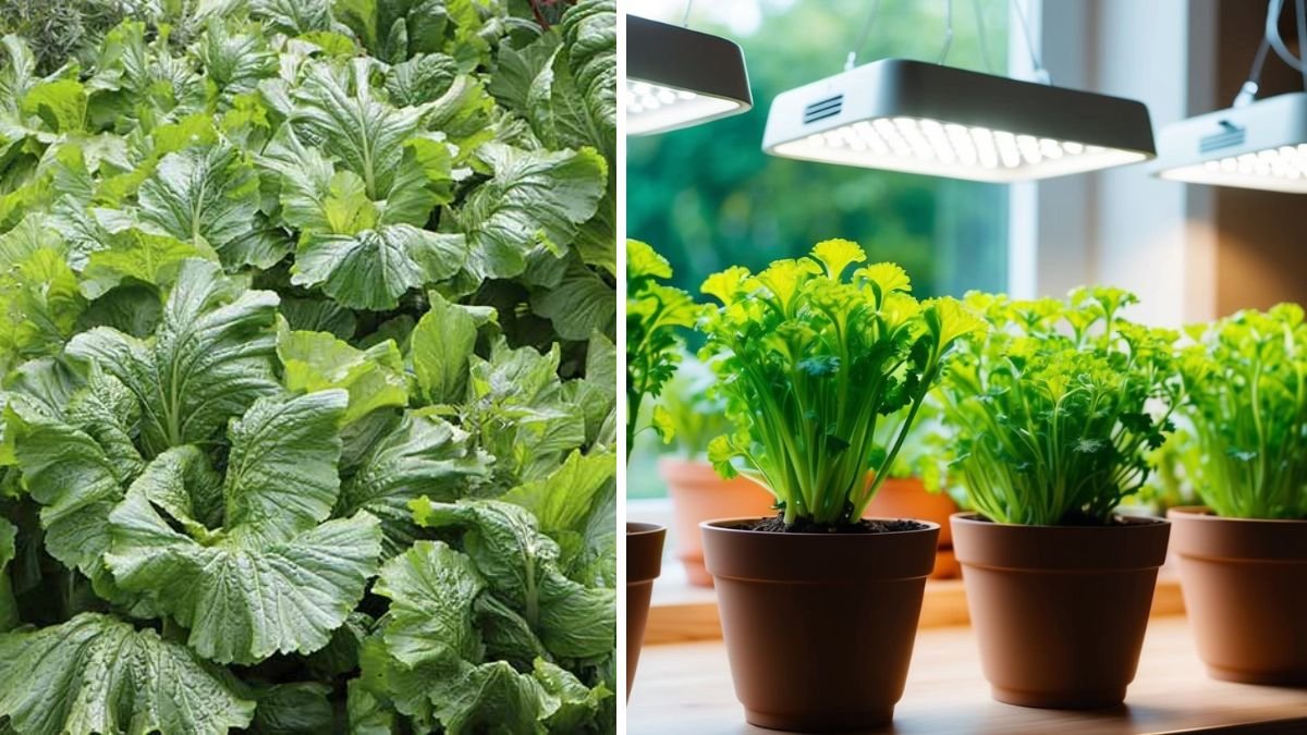 Easy Method to Grow Mustard Indoors for Fresh Flavor All Year Round