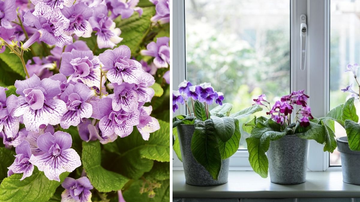 Best Method to Grow Cape Primrose From Leaf for Optimal Results