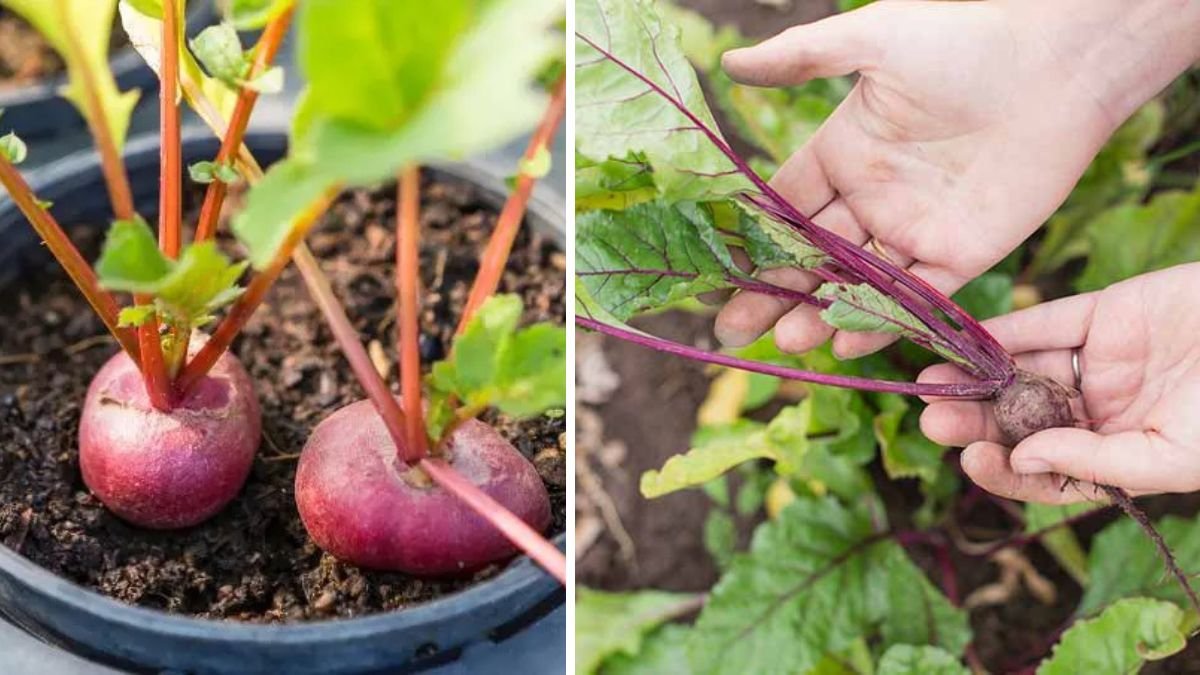 Discover the Simple Method to Cultivate Healthy Beetroot Leaves at Home