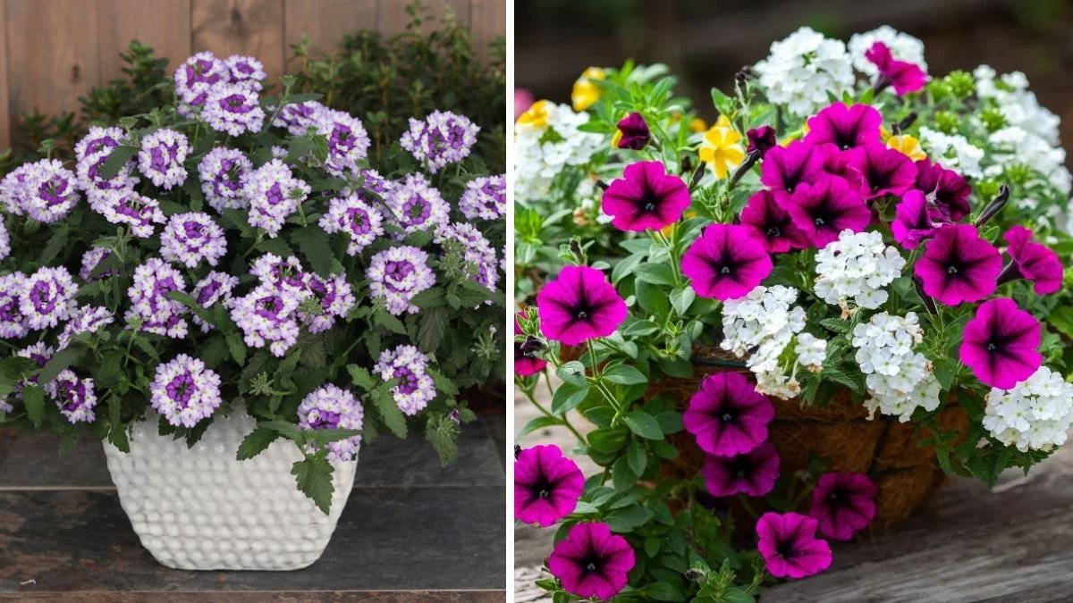Easy Hacks to Maximize Growth and Blooming of Verbena Hanging Pots for Vibrant Gardens