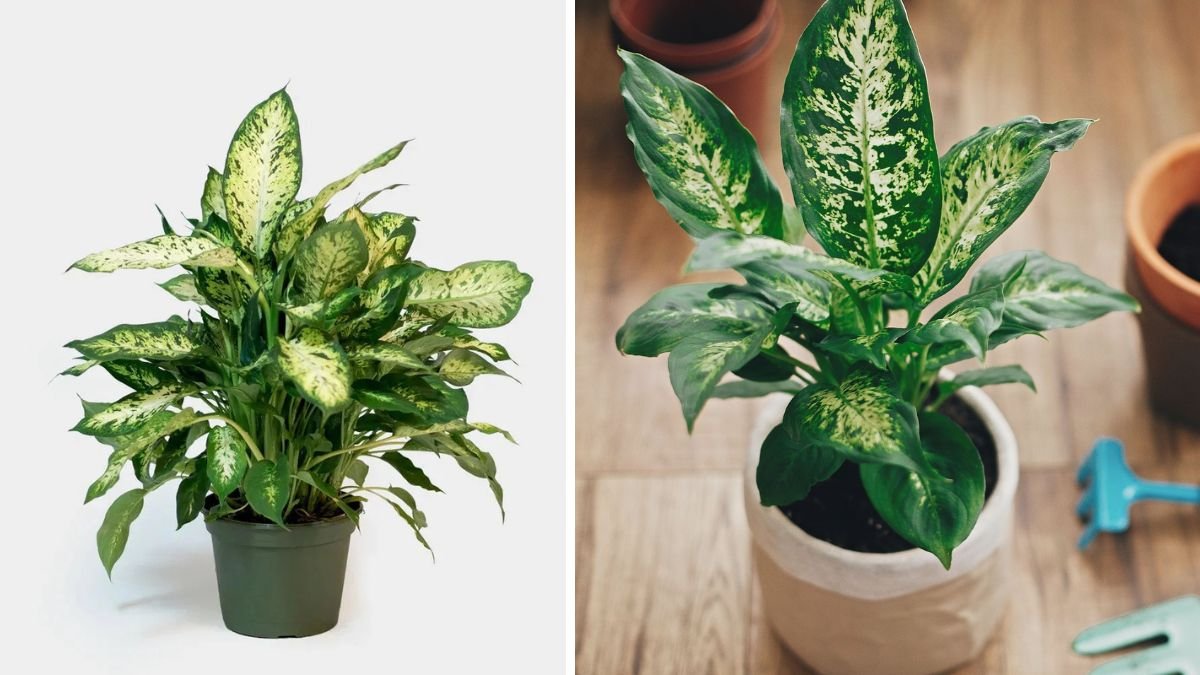 Discover the Best Techniques for Growing Dumb Cane to Enhance Your Indoor Foliage Aesthetics