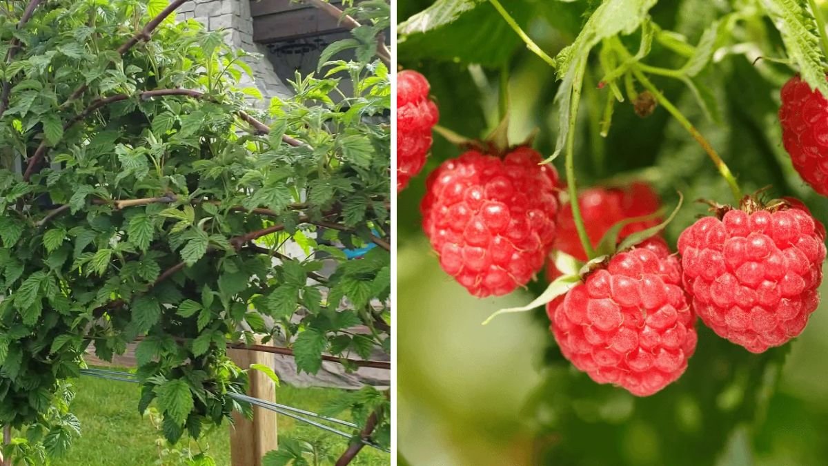 Mastering the Art of Growing a Thriving Raspberry Patch in Your Backyard