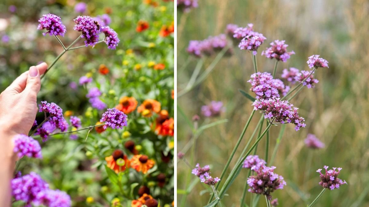 How to Successfully Grow Heat Tolerant Verbena Varieties in Your Garden