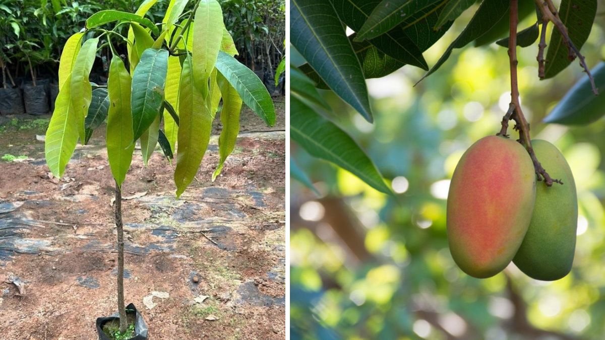 Easy Technique to Root Mango Branch at Home for Beginners