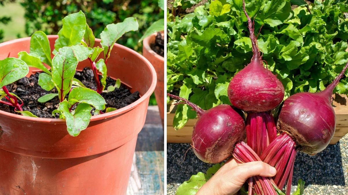How to Successfully Grow Cylindrical Beetroot at Home for a Unique Vegetable Garden Experience