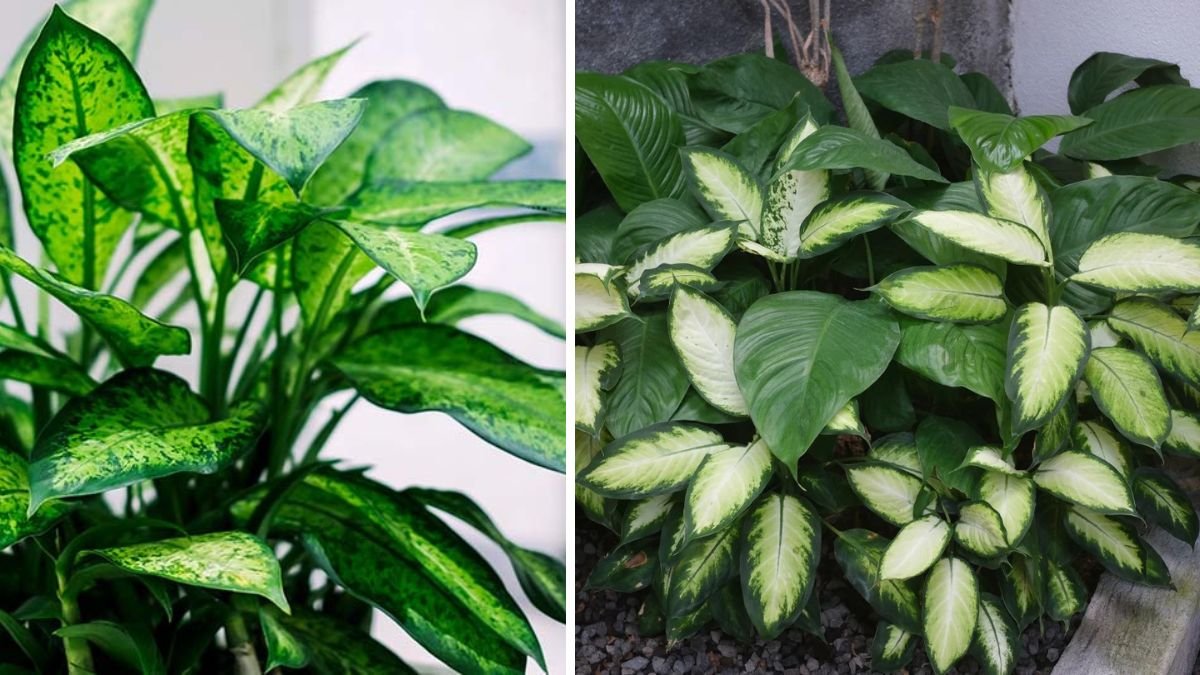 Easy Guide to Successfully Growing Dieffenbachia Outdoors in Your Garden All Year Round