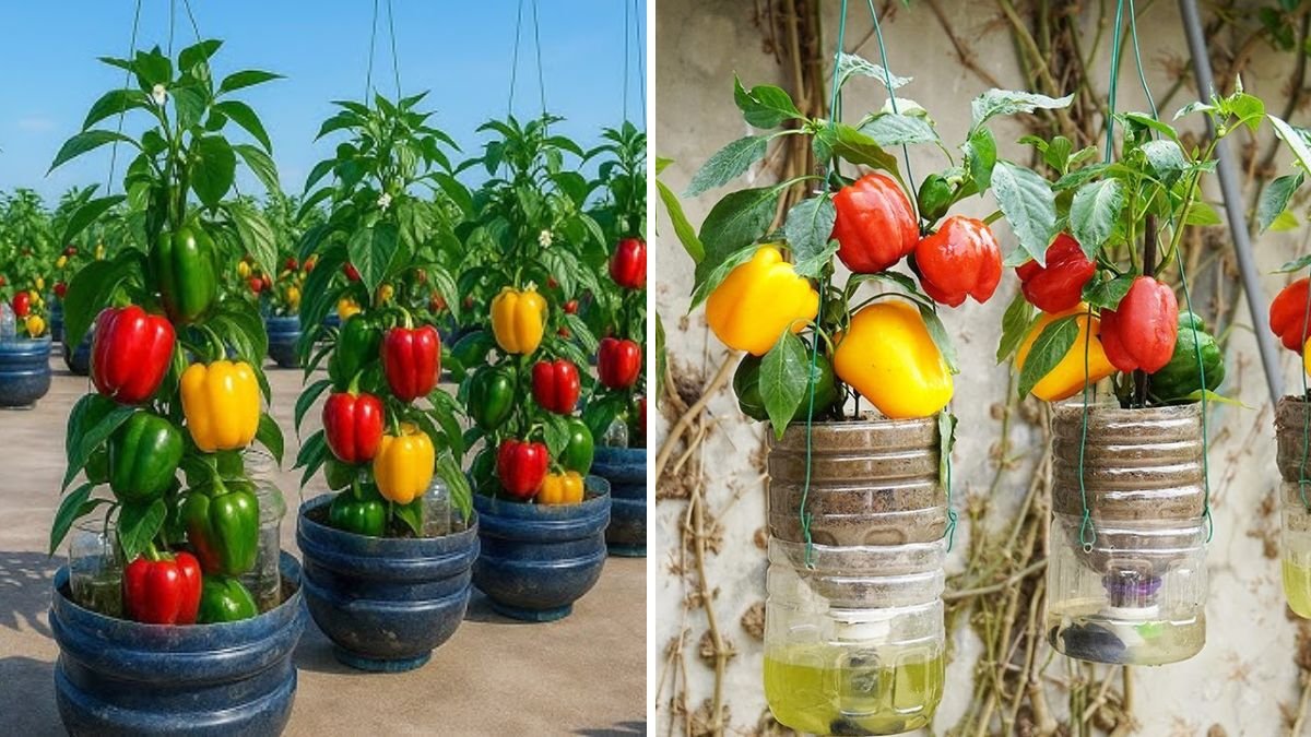 DIY Wall Garden: Bell Peppers in Bottles