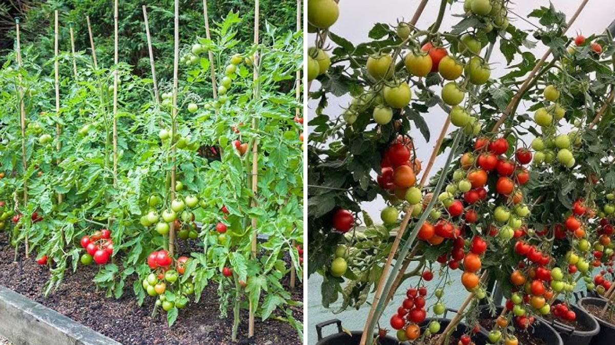 Beginner-Friendly Tomato Gardening: Grow from Cuttings