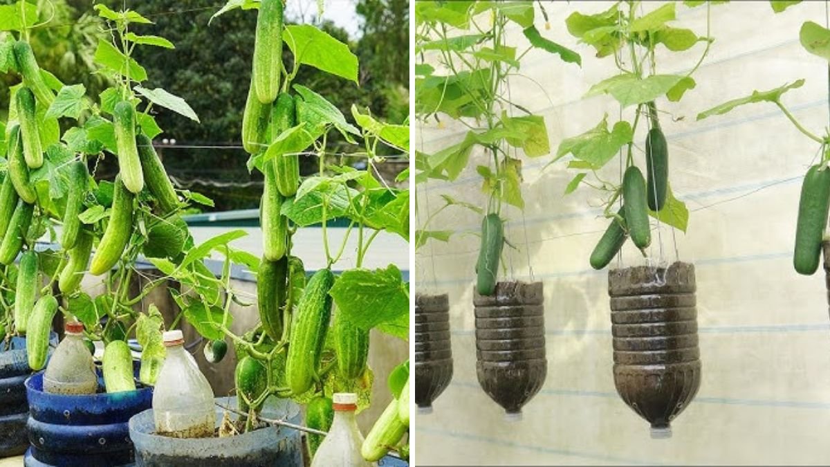 Why Bury Plastic Bottles and Ripe Bananas Before Planting Cucumbers
