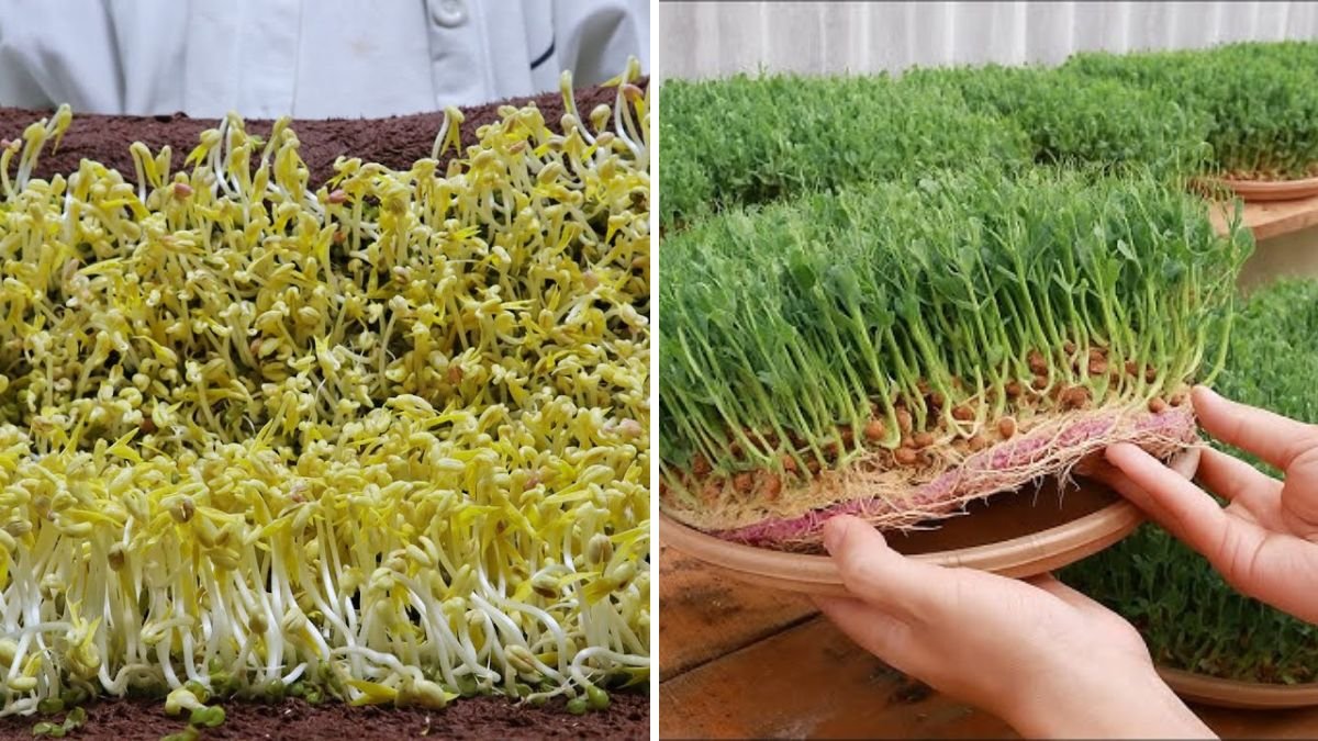 Growing Pea Sprouts with a Towel: So Easy Anyone Can Do It