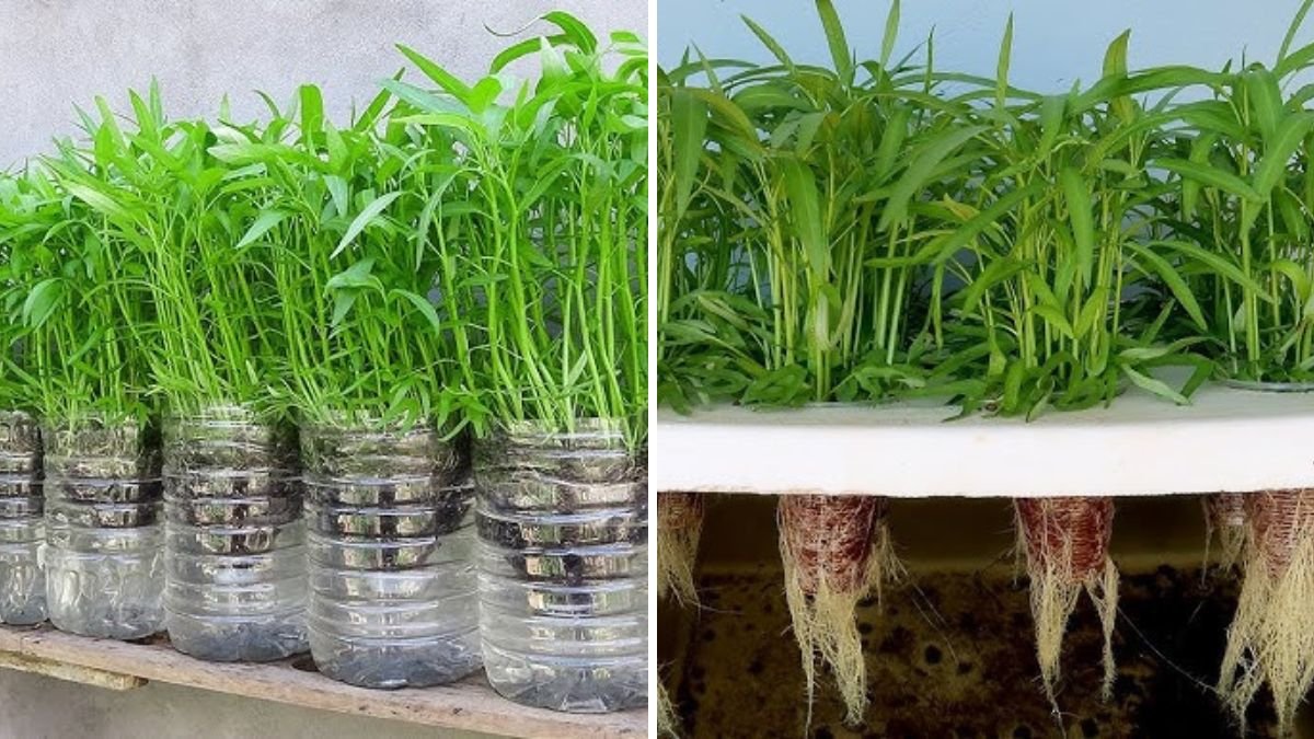 With Just 1 Bottle of Water: Growing Vegetables Made Simple