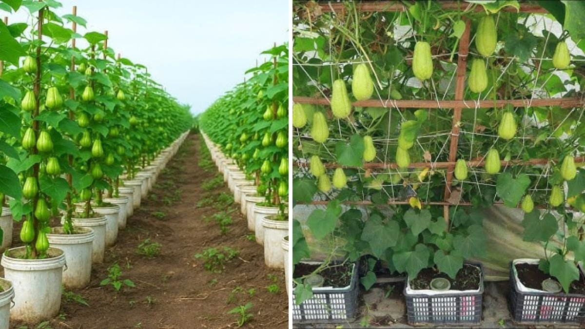 Propagating Chayote with Water: A Beginner-Friendly Guide