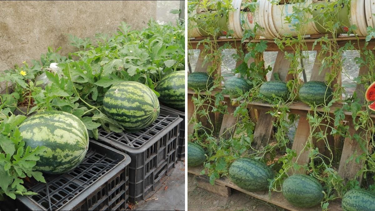 Don’t Throw Away Ripe Bananas: How to Use Them to Grow Watermelons