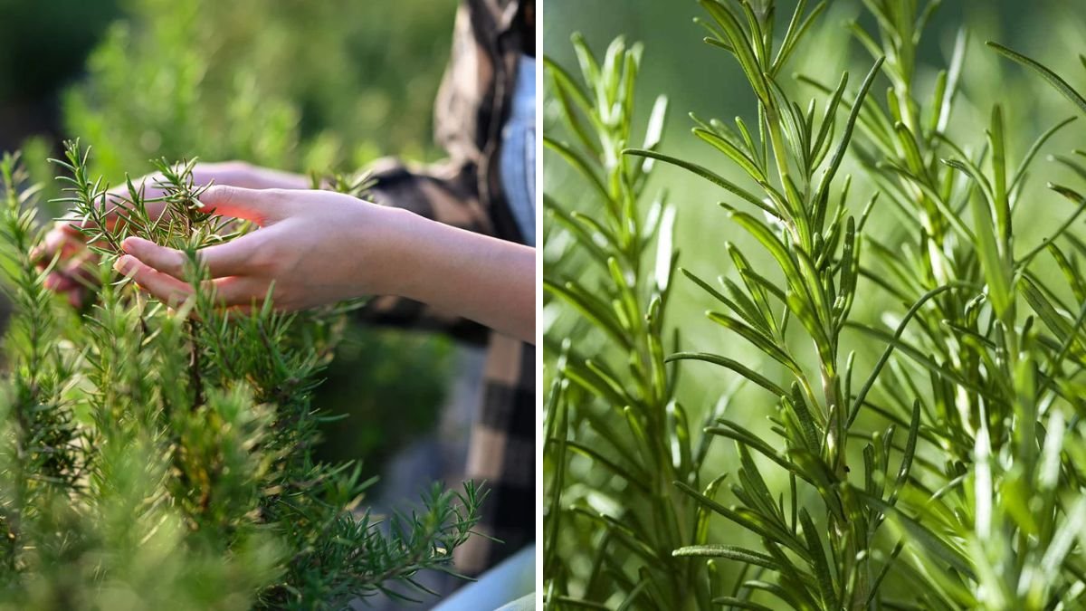 Grow Rosemary for Life: Easy Propagation Tips for a Forever Supply