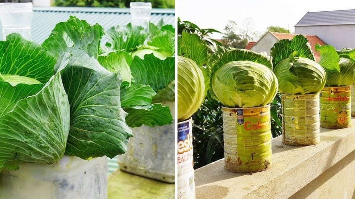 Housewives’ Dream: Grow Cabbage at Home in Plastic Bottles – Easy, Space-Saving, and High Yield!