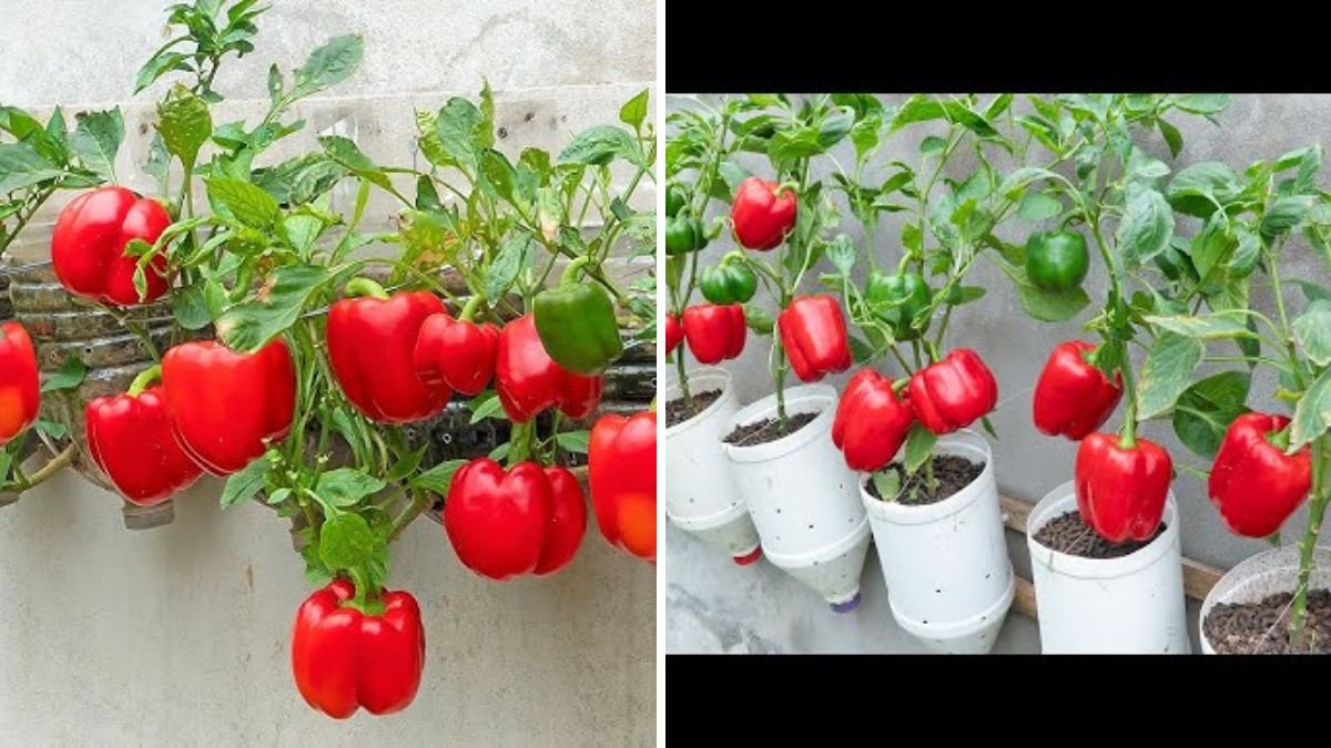 Grow Big, Sweet Bell Peppers from Seeds – Easy Method for Maximum Yield