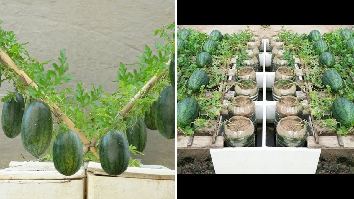 Grow Watermelons at Home Using This Unique Method – Yields That Will Surprise You!