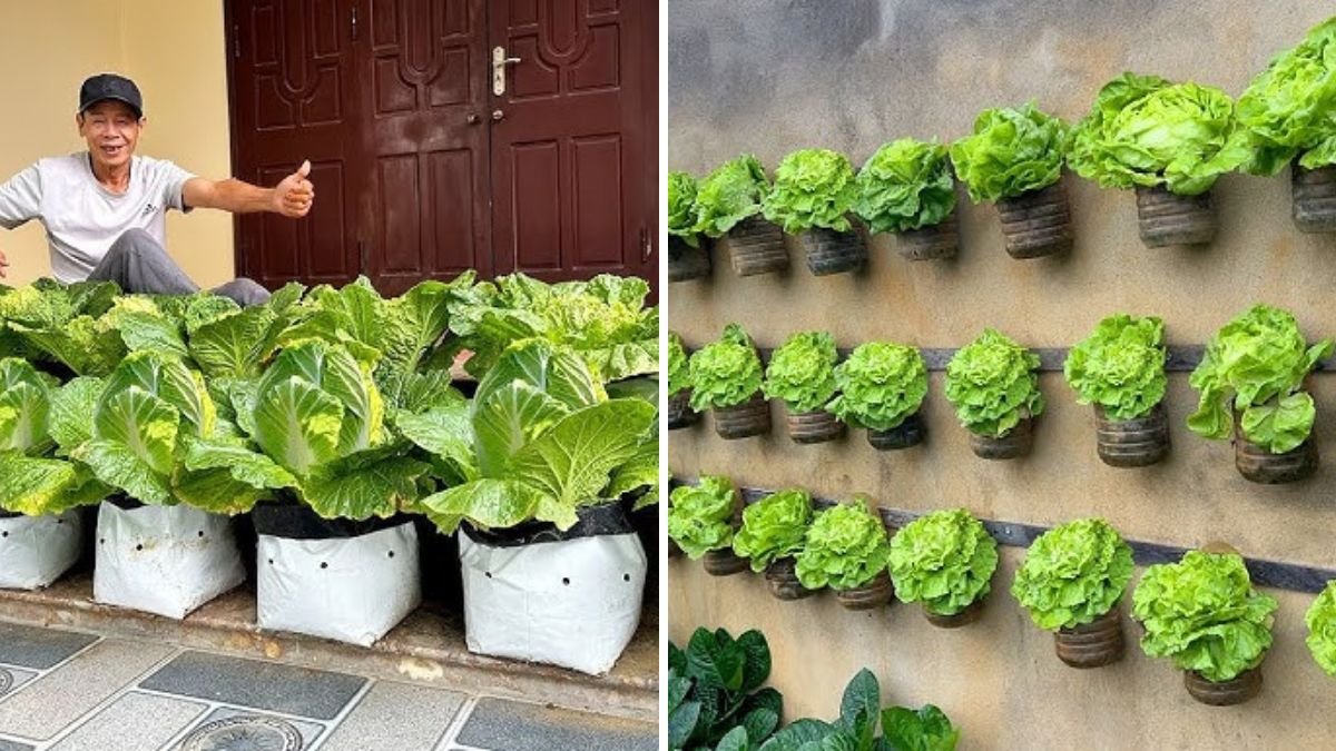 Growing Vegetables on Your Balcony? A Brilliant Idea You’ll Regret Missing Out On!