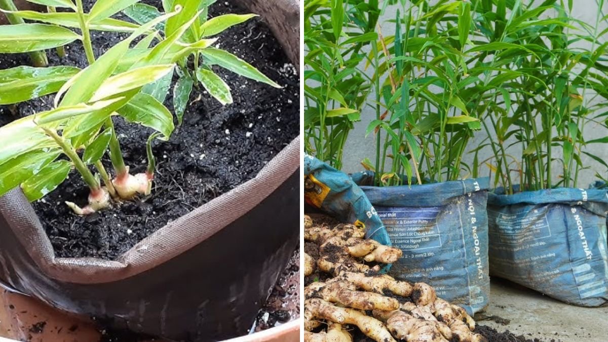 Too Easy! How to Recycle Old Bags to Grow Ginger at Home for a Bountiful Harvest