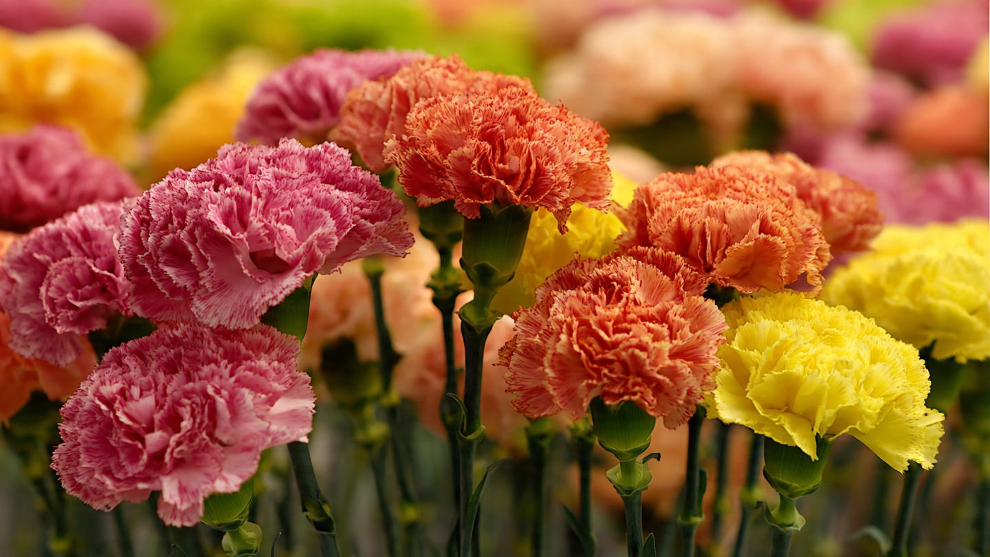A Comprehensive Guide to Cultivating Beautiful Carnation Spray Type Flowers in Your Home Garden