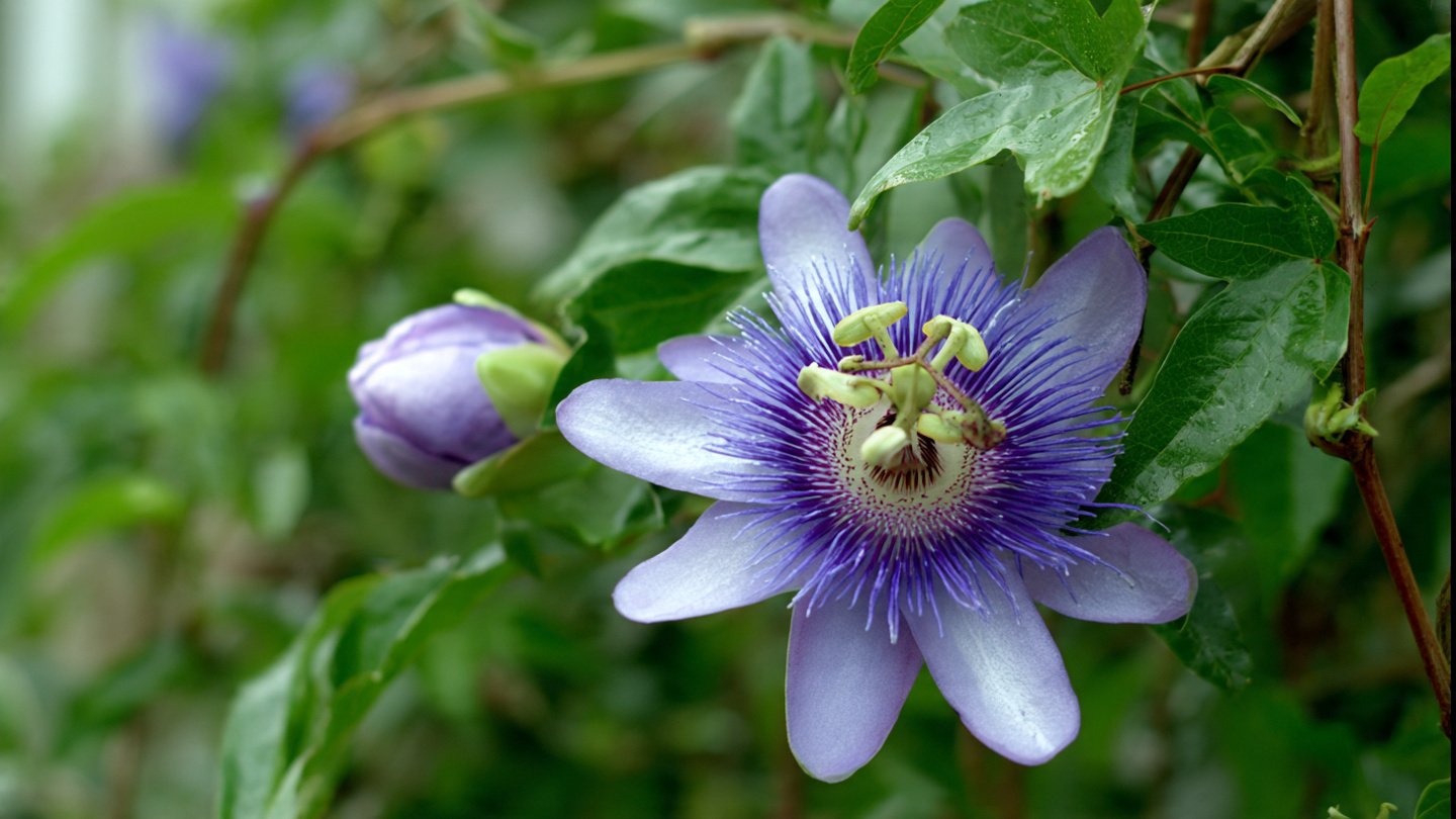 Discover the Beauty and Benefits of Growing Passion Flower as an Ornamental Vine in Your Garden