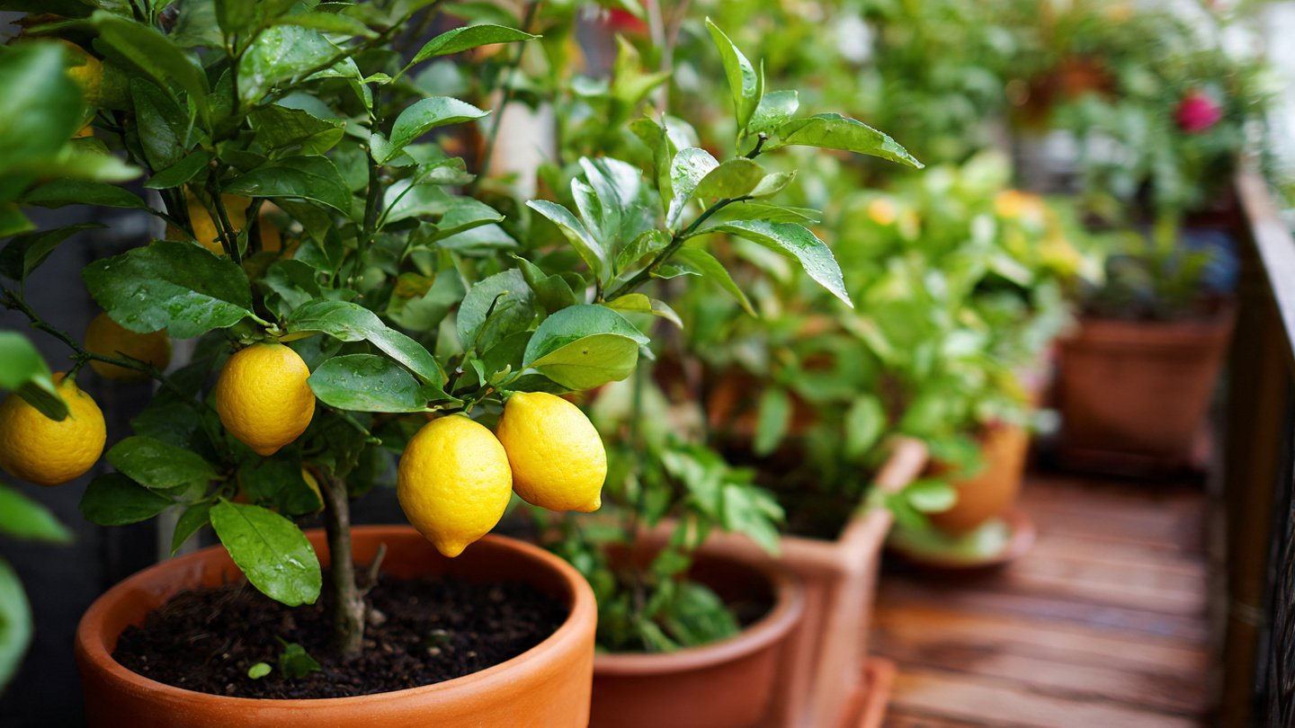 How to Cultivate a Thriving Lime Balcony Garden: Tips for Fresh Citrus at Home