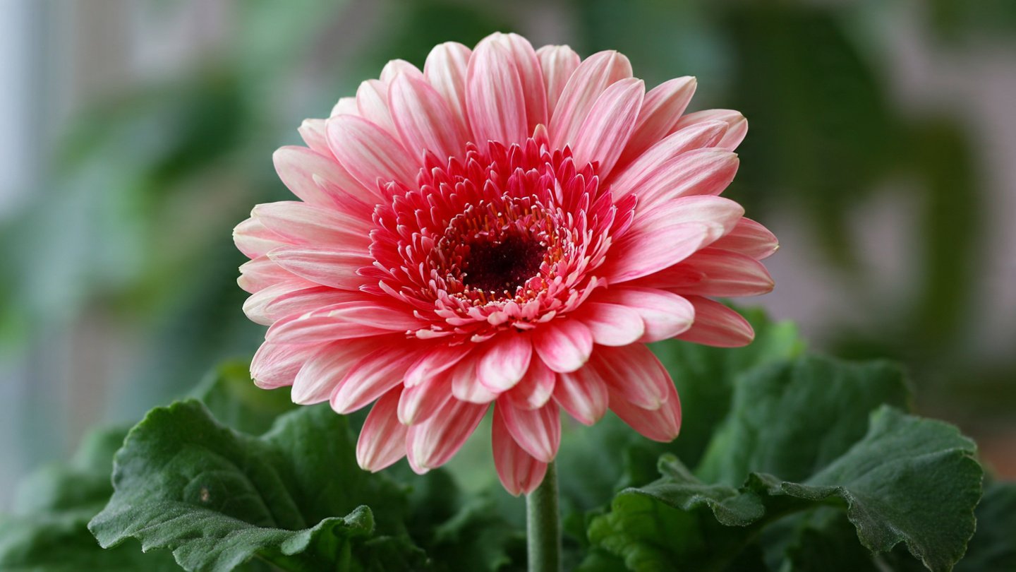 How to Achieve a Continuous Bloom with Mini Gerbera: Essential Tips for Thriving Growth