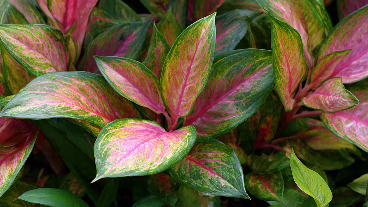 Best Techniques for Growing Aglaonema in Garden Beds for Optimal Growth
