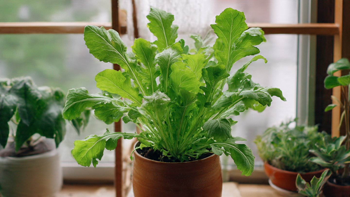 How to Easily Grow Arugula Indoors for Fresh, Year-Round Harvests