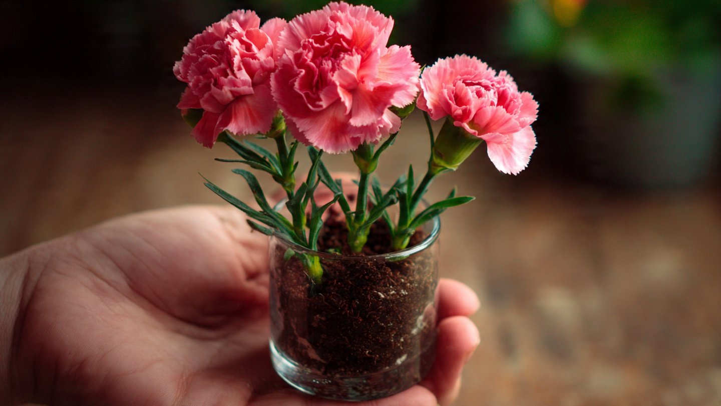 Best Method To Successfully Grow Carnations From Cuttings At Home