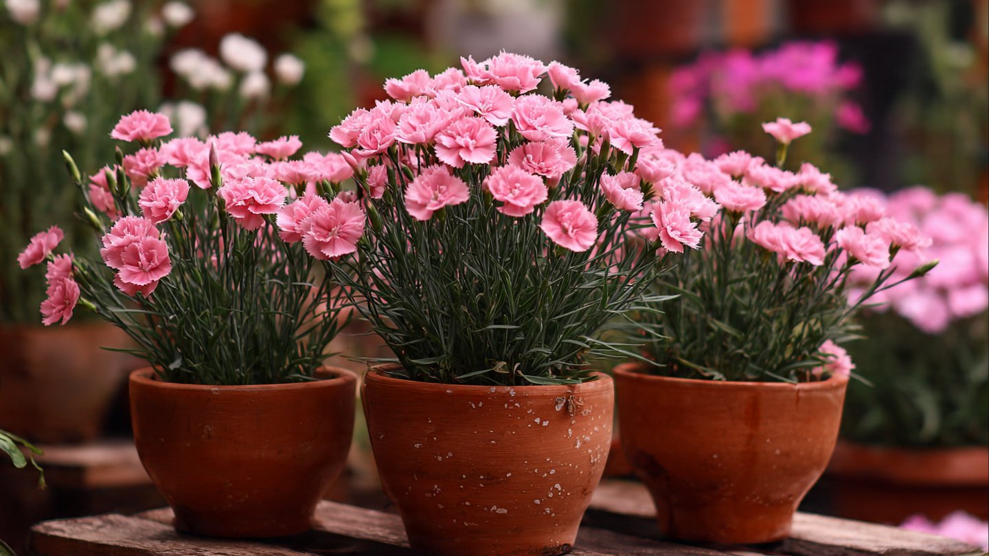 Simple Guide to Growing Bushy Dianthus Plants at Home