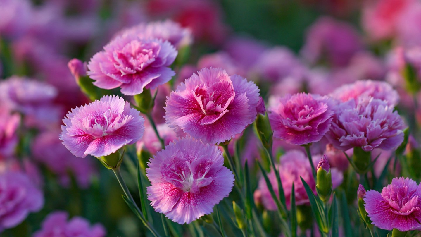 Comprehensive Guide to Successfully Growing Dianthus Border Plants in Your Garden