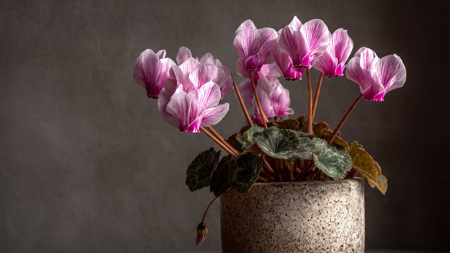 Ultimate Guide to Successfully Growing Cyclamen From Tuber with Expert Tips and Techniques
