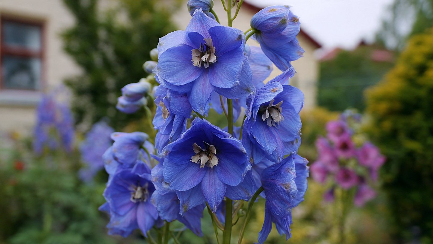 How to Successfully Grow Delphinium: A Guide to Thriving Cool Climate Flowers