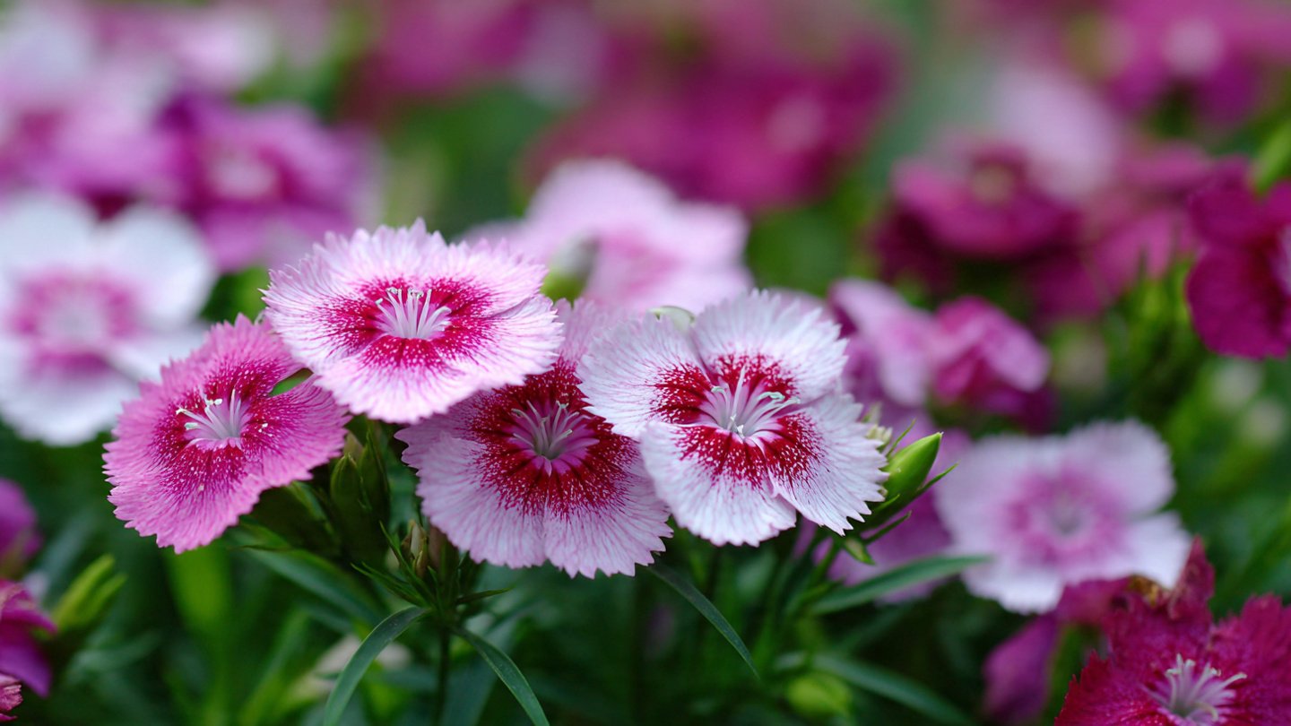 How to Successfully Cultivate Beautiful Dianthus Flowers in Cooler Seasons for a Vibrant Garden