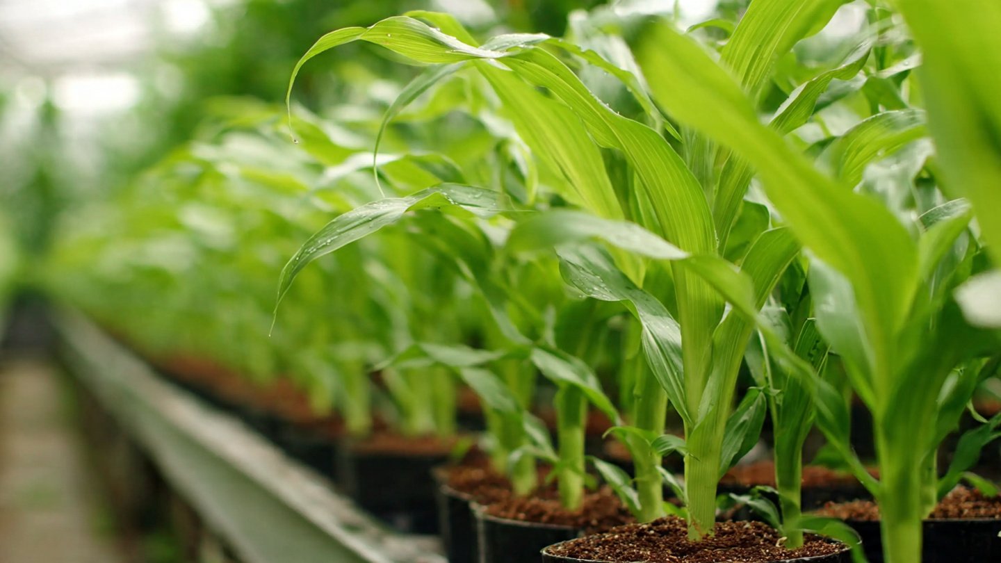 Discovering the Most Effective Techniques to Successfully Grow Corn in Terrace Pots for Maximum Yield
