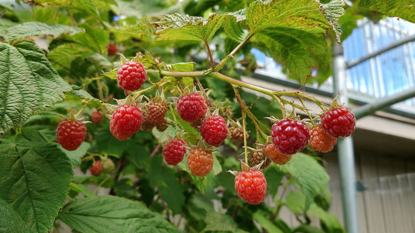 Discovering the Best Techniques for Cultivating Early Ripening Raspberries in Canadian Climates