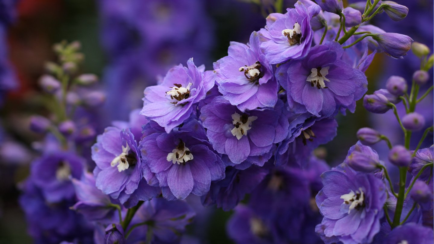 How to Easily Grow the Compact Variety of Delphinium for a Stunning Garden Display