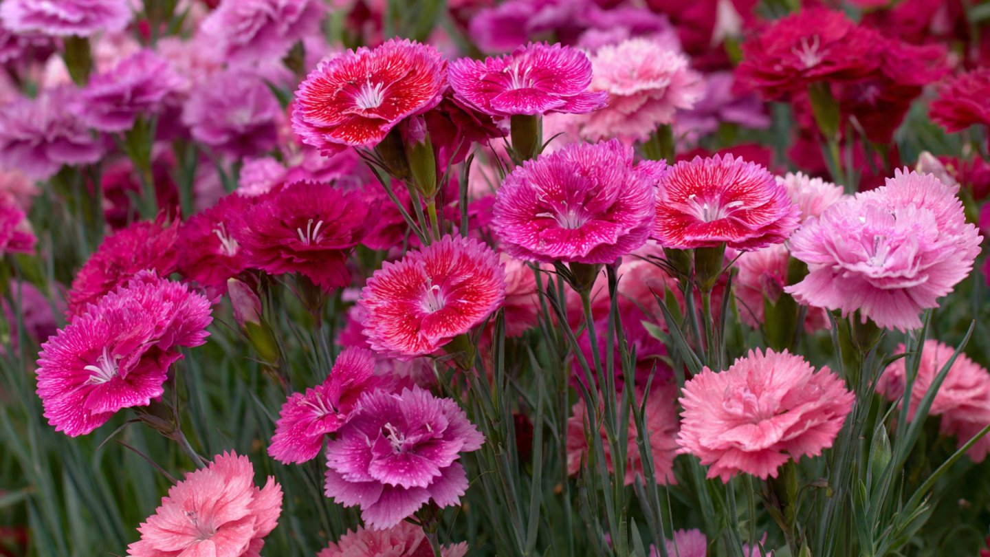 Effective Methods for Growing Dianthus from Seed for Vibrant Garden Displays