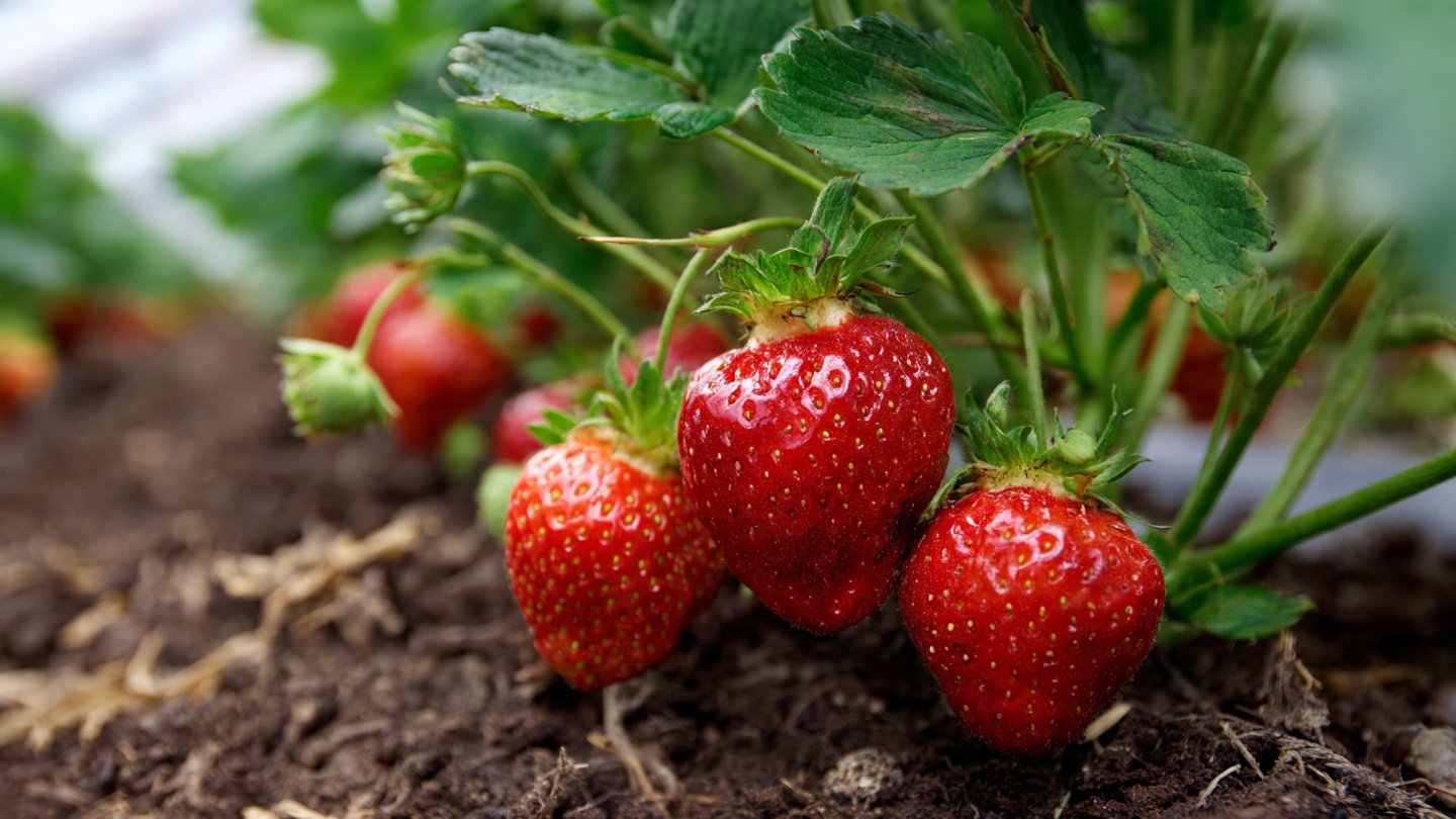 Effective Techniques for Growing Strawberries in Canadian Climate Year Round