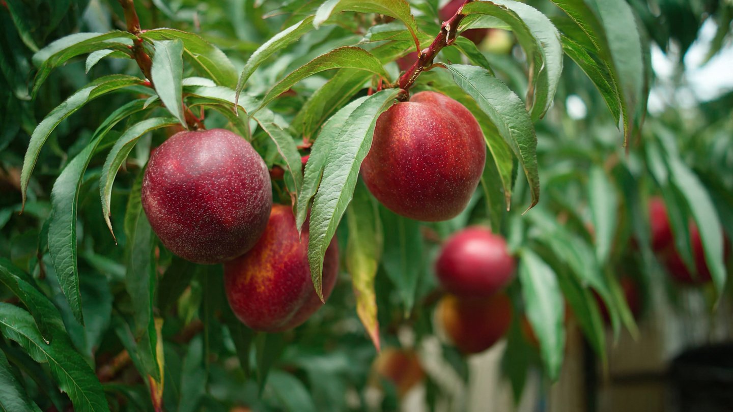 Essential Tips for Successful Indoor Nectarine Cultivation for Beginners